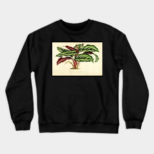 Calathea ornata - Botanical illustration Crewneck Sweatshirt